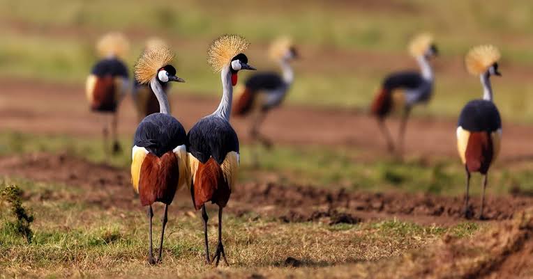 Kenya Birdwatching