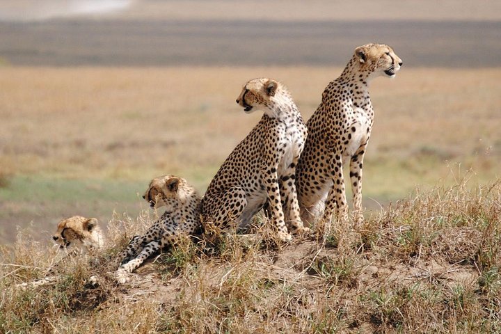 Safari gallery
