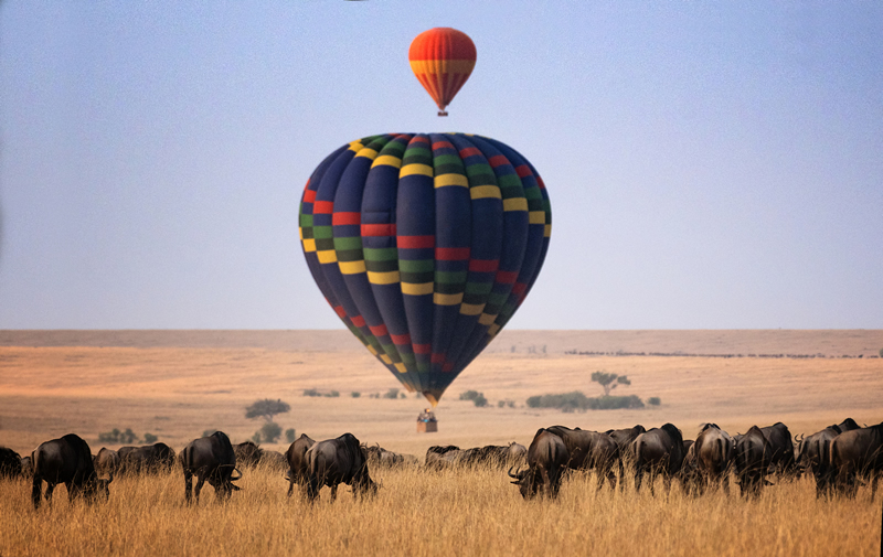 Safari gallery