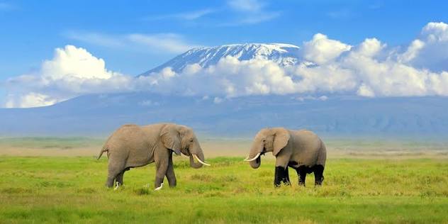 Safari gallery