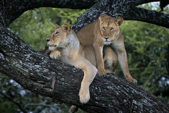 Safari gallery