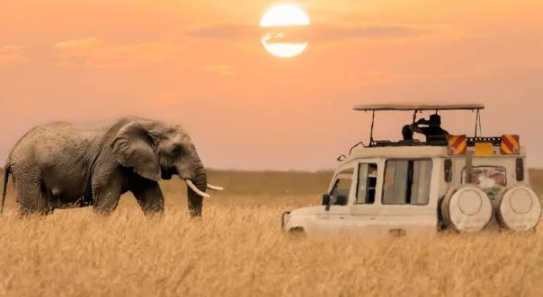 7-Day Maasai Mara, Lake Nakuru, Amboseli & Tsavo Safari