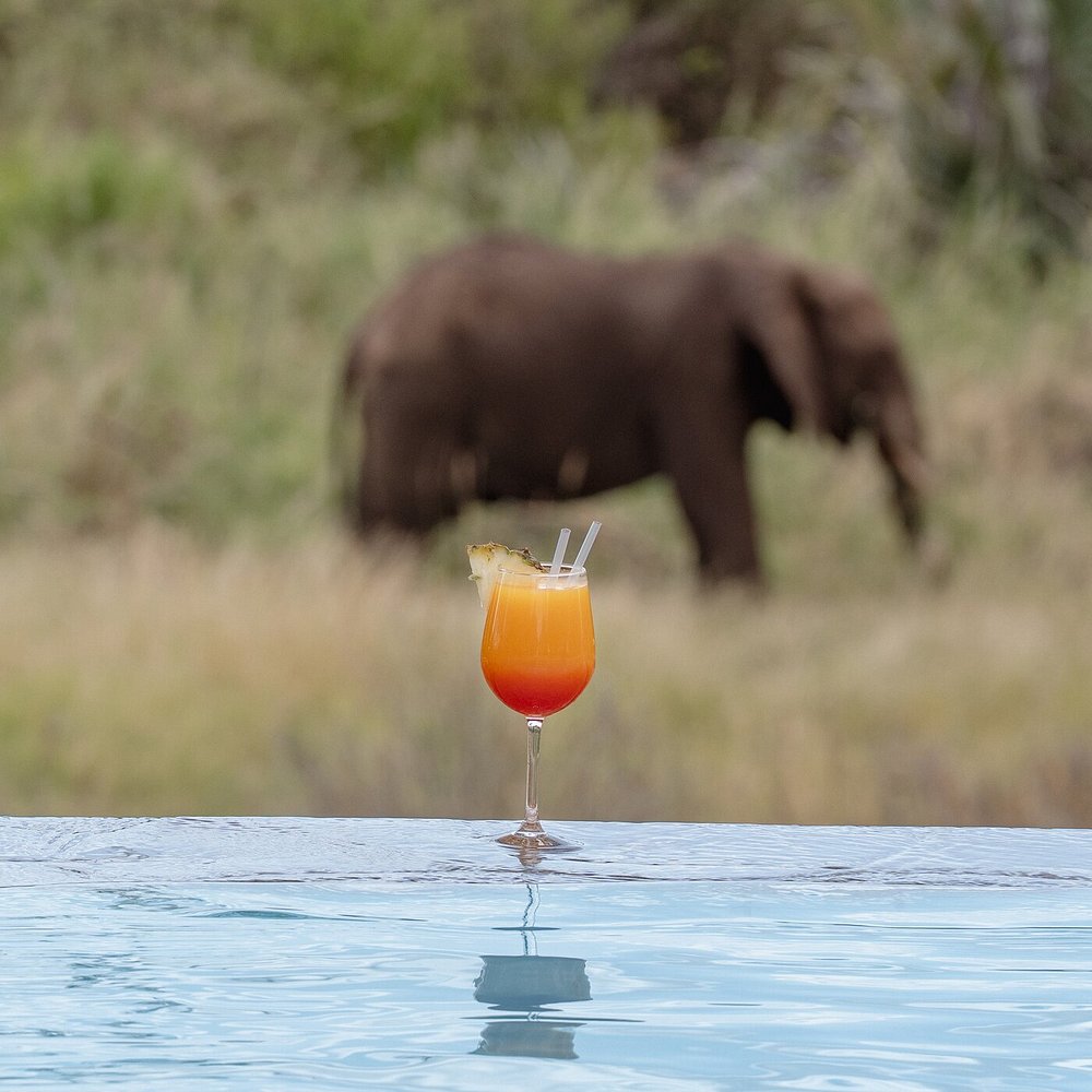 Safari gallery